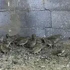 سمان بري للبيع