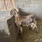 خروف فحل سواكن