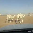 عشرا للبيع