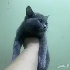 kitten