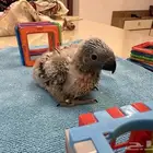 لوري فرخ زيتوني