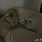 هامستر مع قفصه للبيع