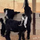 جفار عوارض