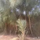 شجر اثل ارتفاع 4متر
