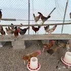 دجاج بلدي بياض العدد حول 100