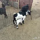 عنز جنوبيه
