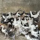 فروخ ماكنتوش و تركي فواخر