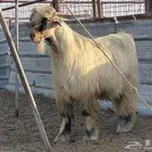 تيس اصفر اصمع كايف