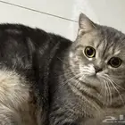 قط سكوتش تبنى