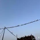 حمام بلدي