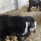 للبيع تيس عارضي