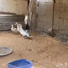 للبيع ارانب وبط وبح