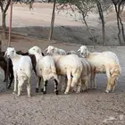 خرفان للبيع