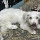 كلبه مالتيز
