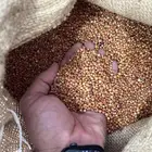 بذور ذرة جيزانية بسعر منافس - متجر باذر