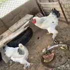 دجاج براهما