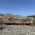 جذوع نخل بطول عشره امتار