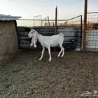 1 عنز بيضاء طيبة للبيع