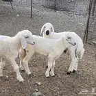 بهم دواغير