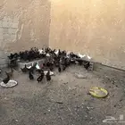 ام رجوم
