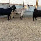 البيع ثلاث معزا دفيع في الخرج