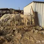 خرفان للبيع