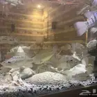 سمك نهري عرض الحبه ب 5