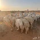 غنم حري