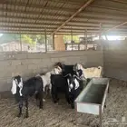 معزاء عوارض دفيع