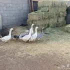 وز للبيع