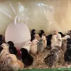 صيصان بلدي