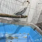 للبيع طير روز ذكر لون ثلجي (ازرق فاتح )مميز مع القفص.