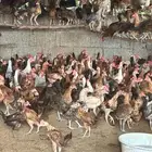 ديوك بلدي وفيومي 3 شهور للبيع