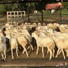 رخال رفيديات بلدي مقاني