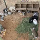 للبيع ارانب بلدي