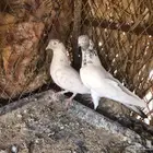 السلام عليكم عندي حمام باكستاني للبيع