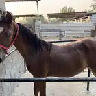 مهره شعبيه