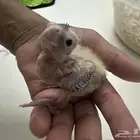 للبيع كروان غر ب 80 تم البيع