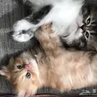 قطط