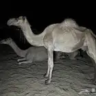 ناقة مموت مشروطة