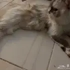 قطط لتبني