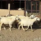 14 ضان حرش كفووو حصيب