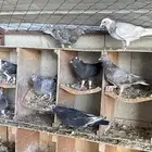 حمام طبات قطيفي