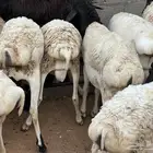 برابر جذعان مرآبي طب وتخير