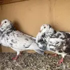 زوج حمام نفاخ اسباني