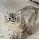 قط للتبني مجانا