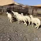 ذبائح حريات وتيوس للبيع يوجد خدمة توصيل