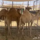 حشو صنف