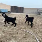 دواغير تيس وجفره سومها 700