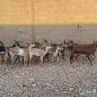معزاء جنوبيه ويمنيه